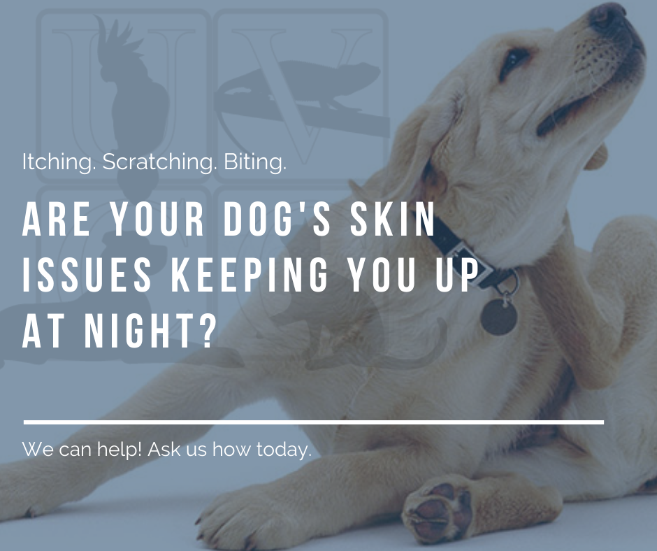 Animal Allergey Awareness Banner