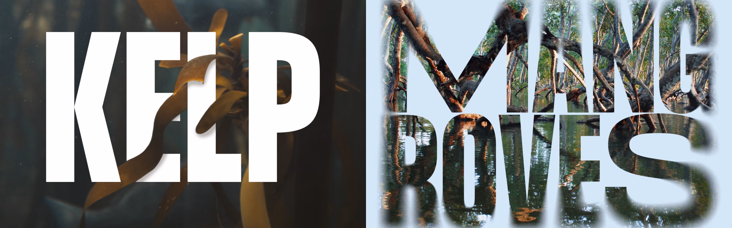 Type exploration: the words KELP and MANGROVES built from photographs of kelp and mangrove roots