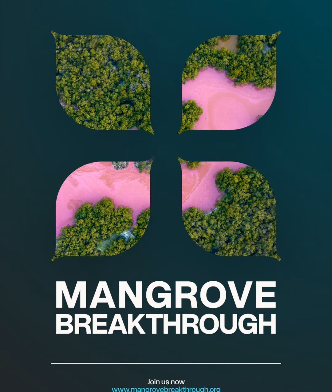 Social post: the clover's four petals cut out of aerial mangrove photography, above the wordmark