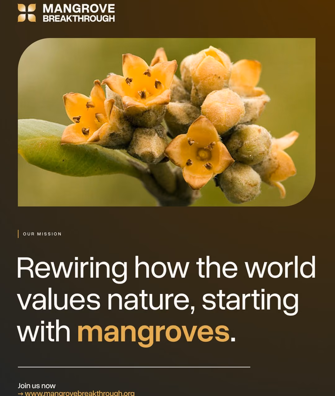 Social post: a close-up of a yellow mangrove flower above 'Rewiring how the world values nature, starting with mangroves.'