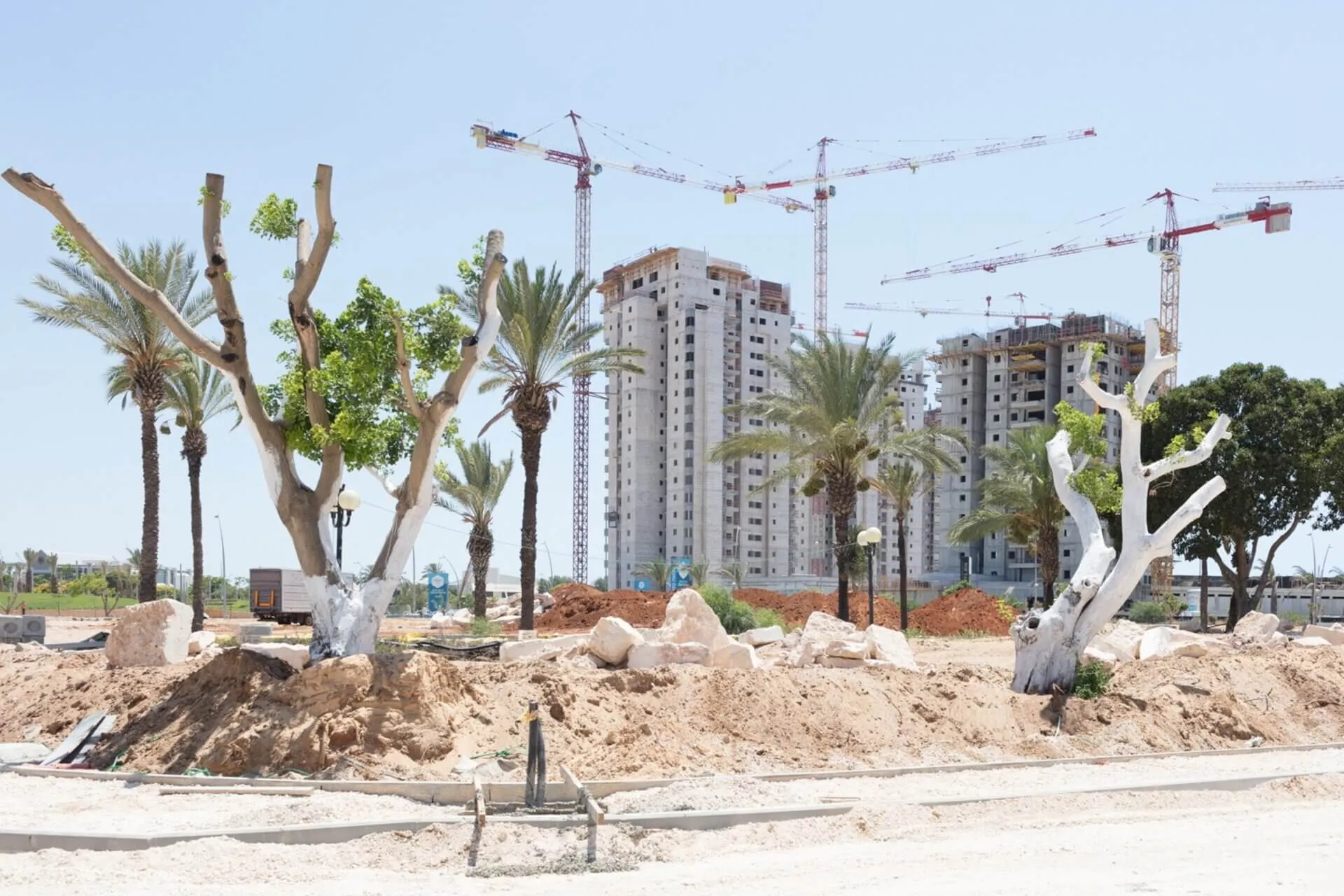 עצים ונדל"ן באור עקיבא. צילום: אורית סימן טוב