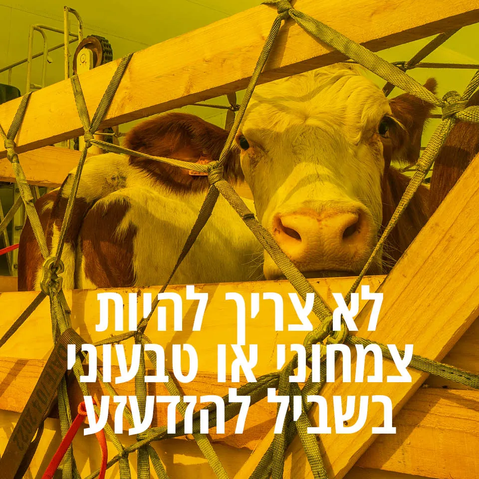 צילום אילוסטרציה: שאטרסטוק