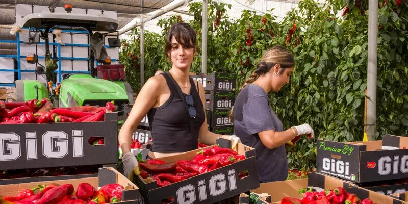 לא רק הקונספציה הצבאית קרסה: השעה הקשה של החקלאות בישראל