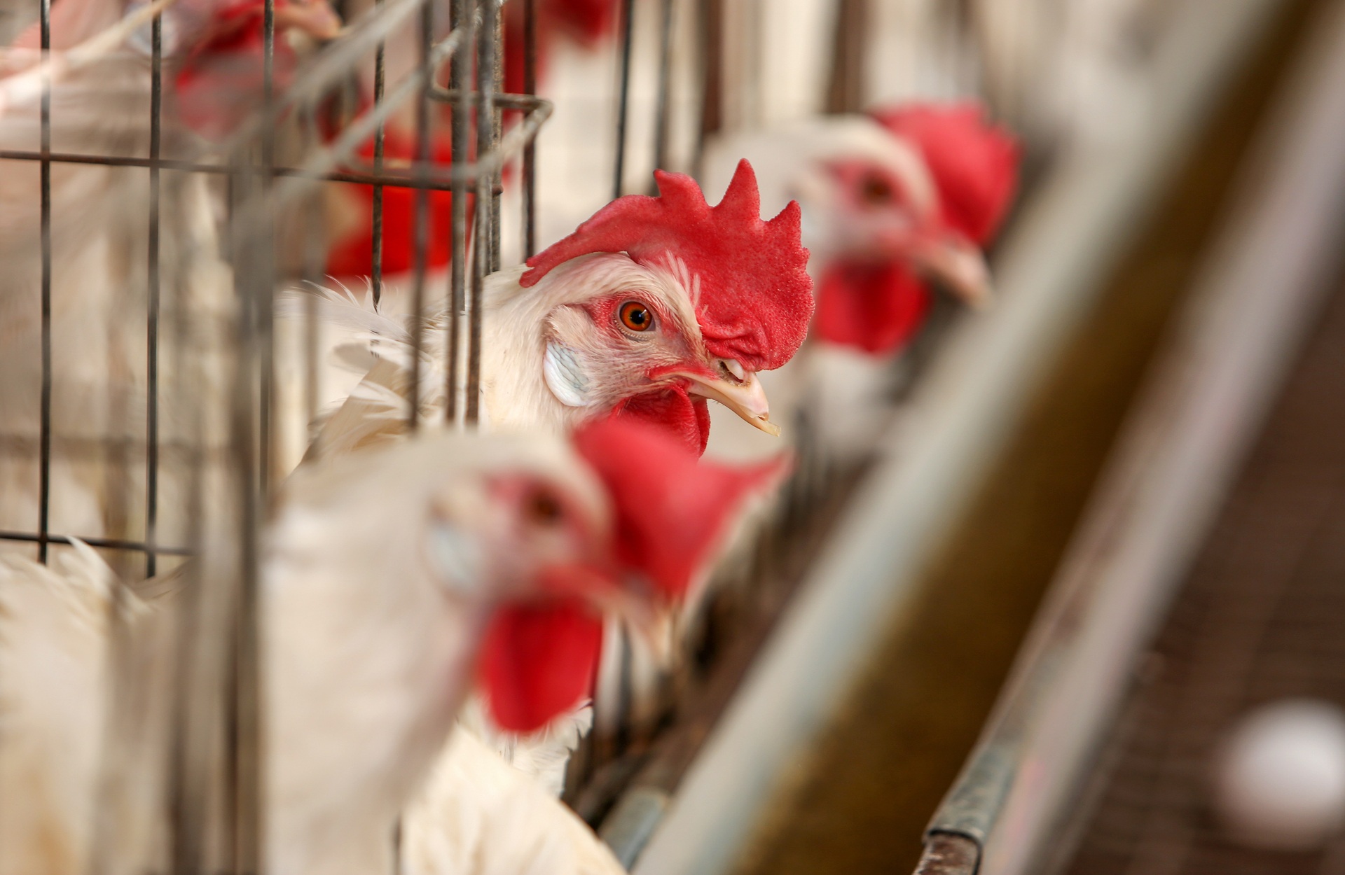 אילוסטרציה: שאטרסטוק