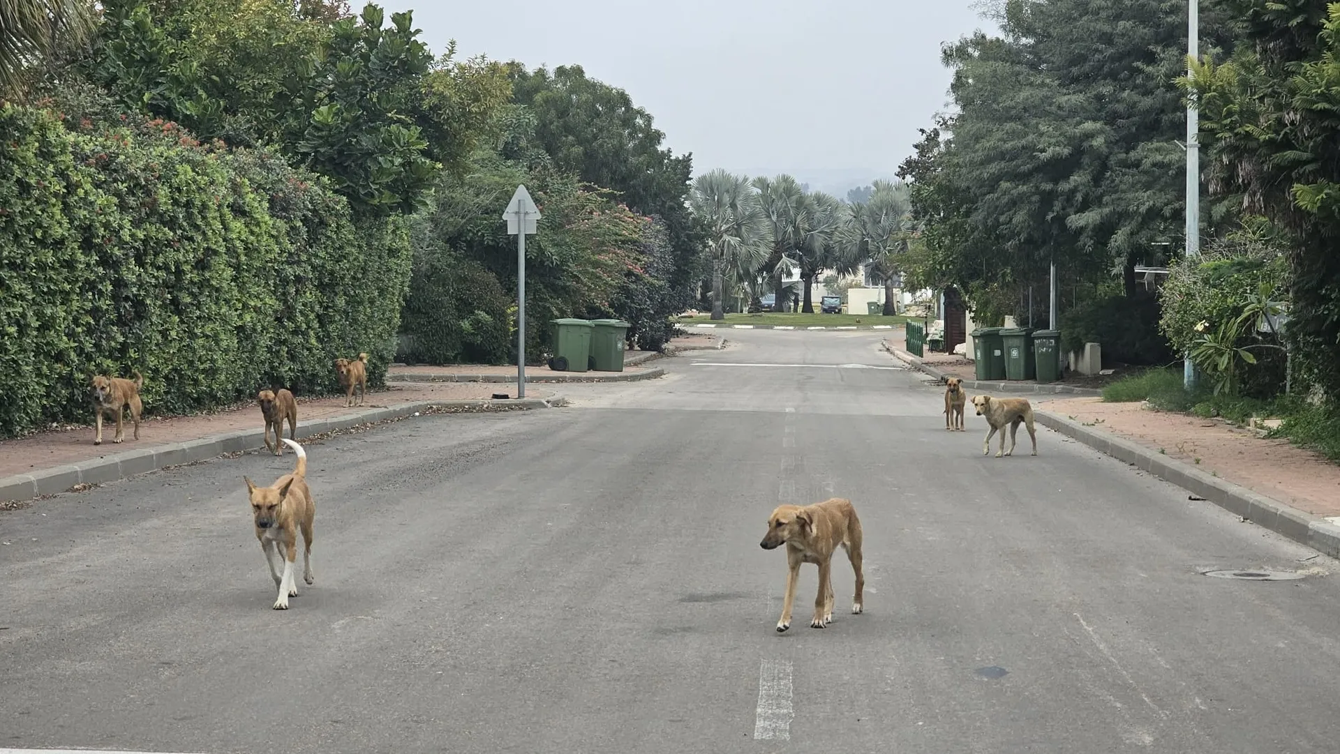 כלבים משוטטים בנתיב העשרה. צילום: הילה פנלון