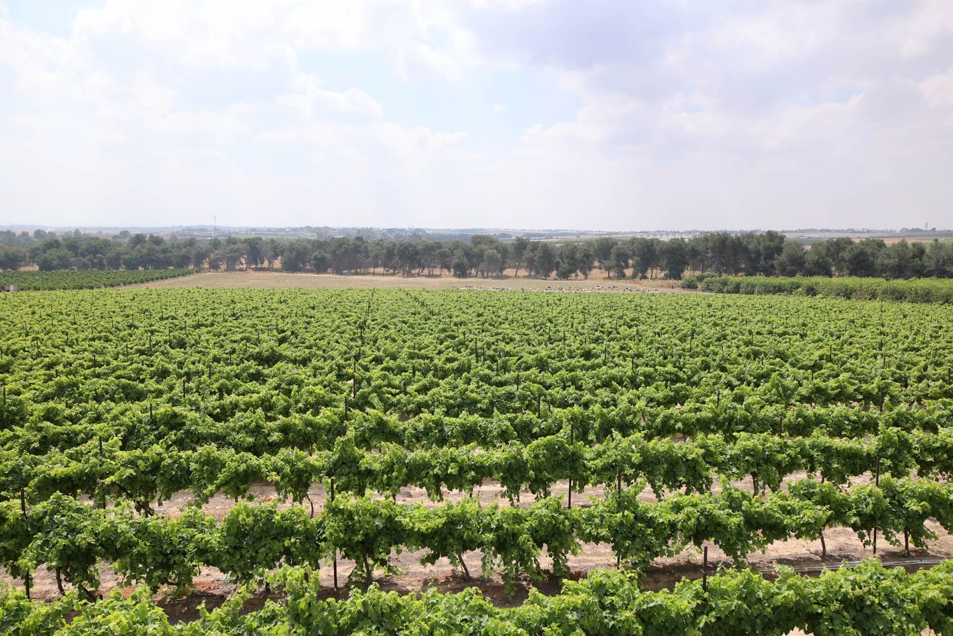 שדות באזור הנגב המערבי. צילום: אילן אסייג