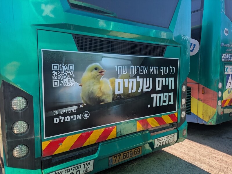 צילום: אנימלס