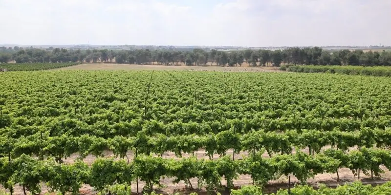 שדות באזור הנגב המערבי. צילום: אילן אסייג