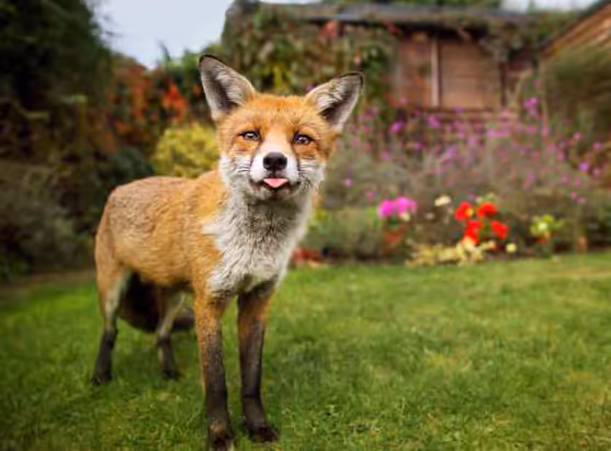 Fox Removal