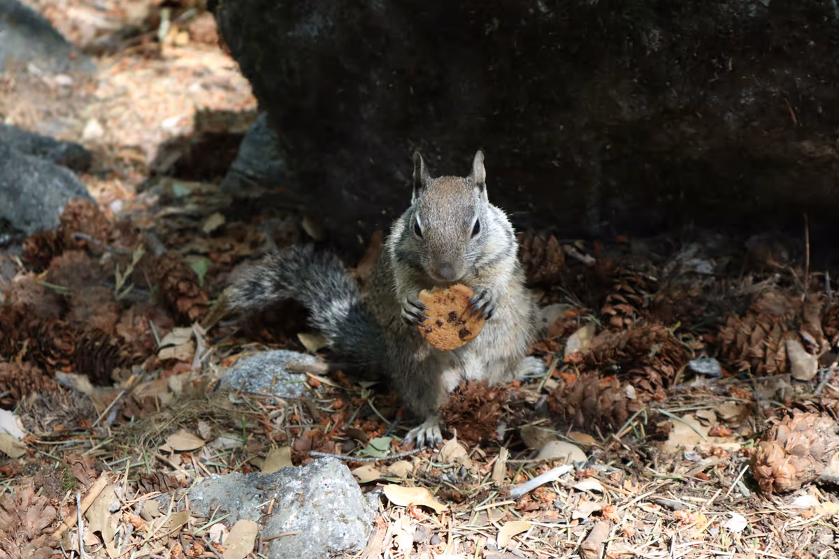 2025 West Michigan Wildlife Guide: Peak Activity by Season provides comprehensive information and professional insights for informed decision-making.