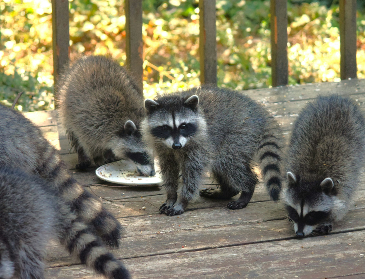 Effective wildlife control combines prevention education, humane removal techniques, and professional exclusion devices. Quick professional response prevents damage escalation while respecting both property owners and wildlife.