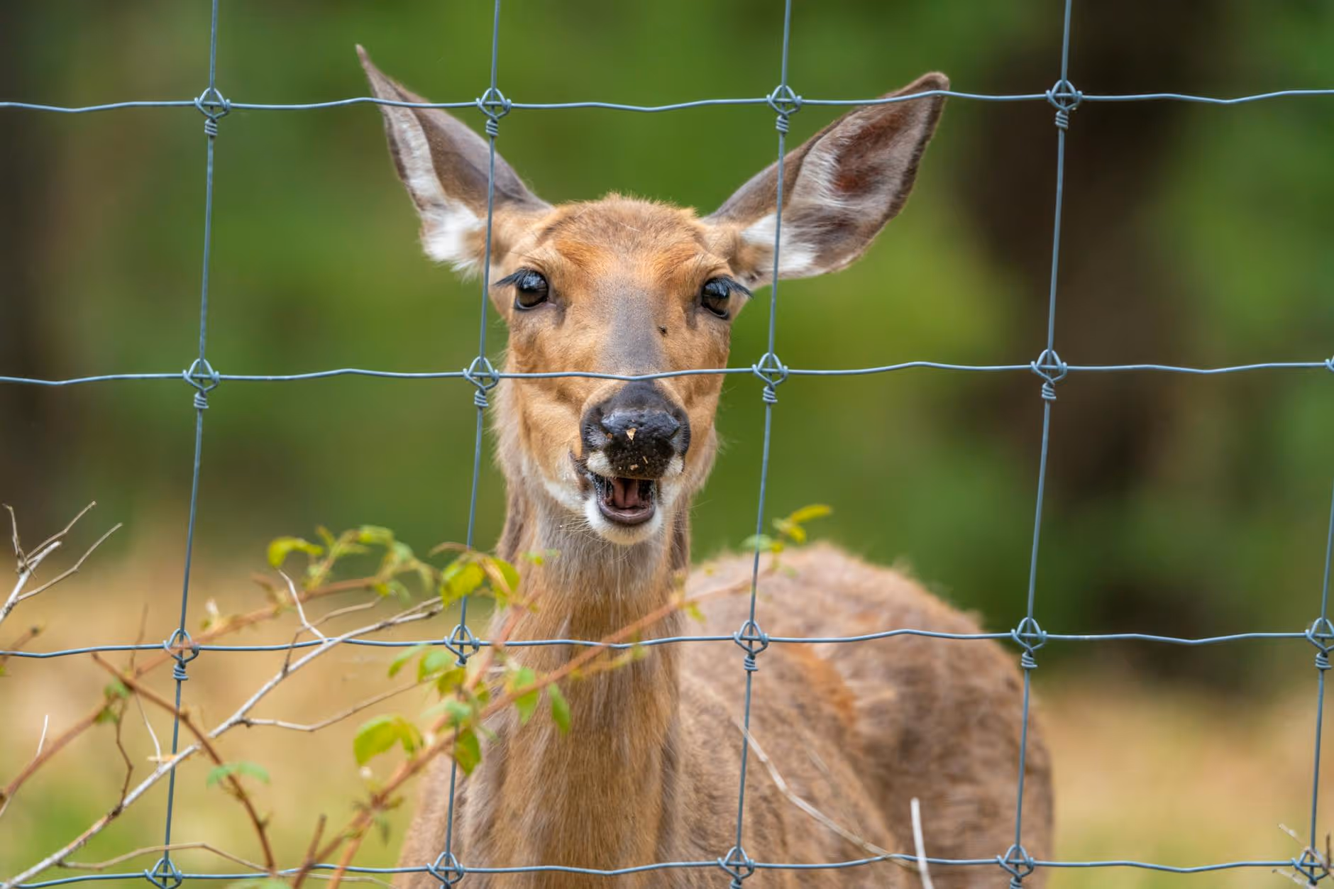 A curious deer peers through a wire fence in Michigan's natural setting.