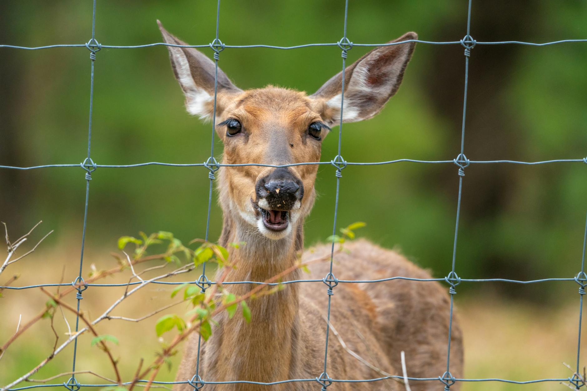 A curious deer peers through a wire fence in Michigan's natural setting.
