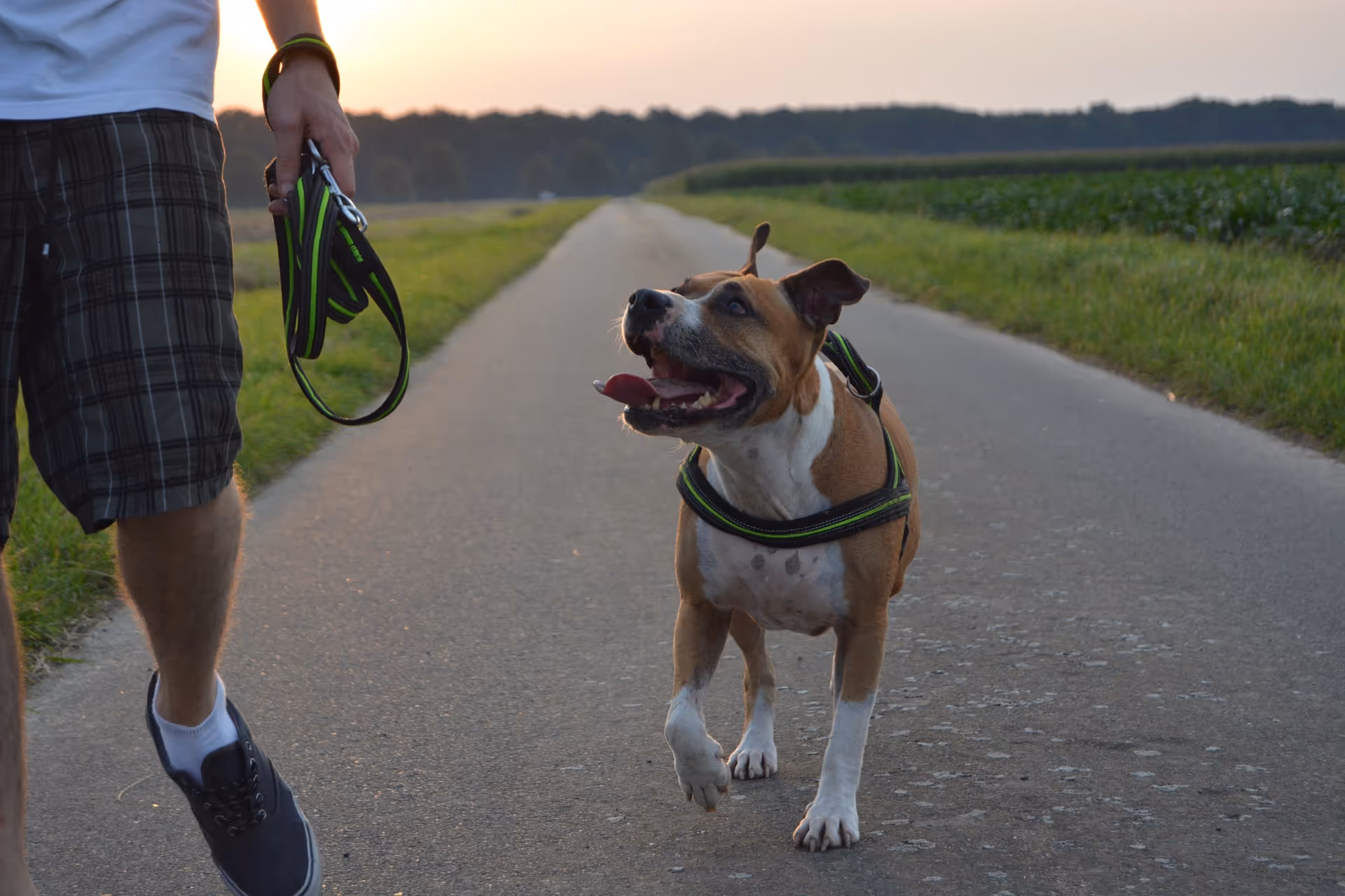 How Pets Can Help Those Living with Dementia