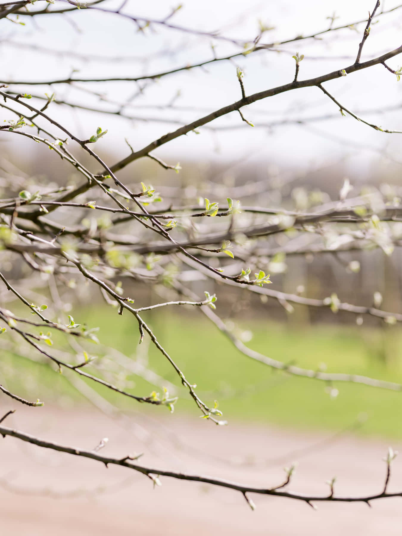 Nouveaux bourgeons sur des branches nues au-dessus du vignoble, au début du printemps