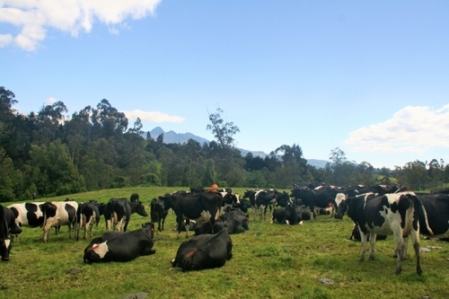 Vacas rumiando en potrero de Machachi Ecuador