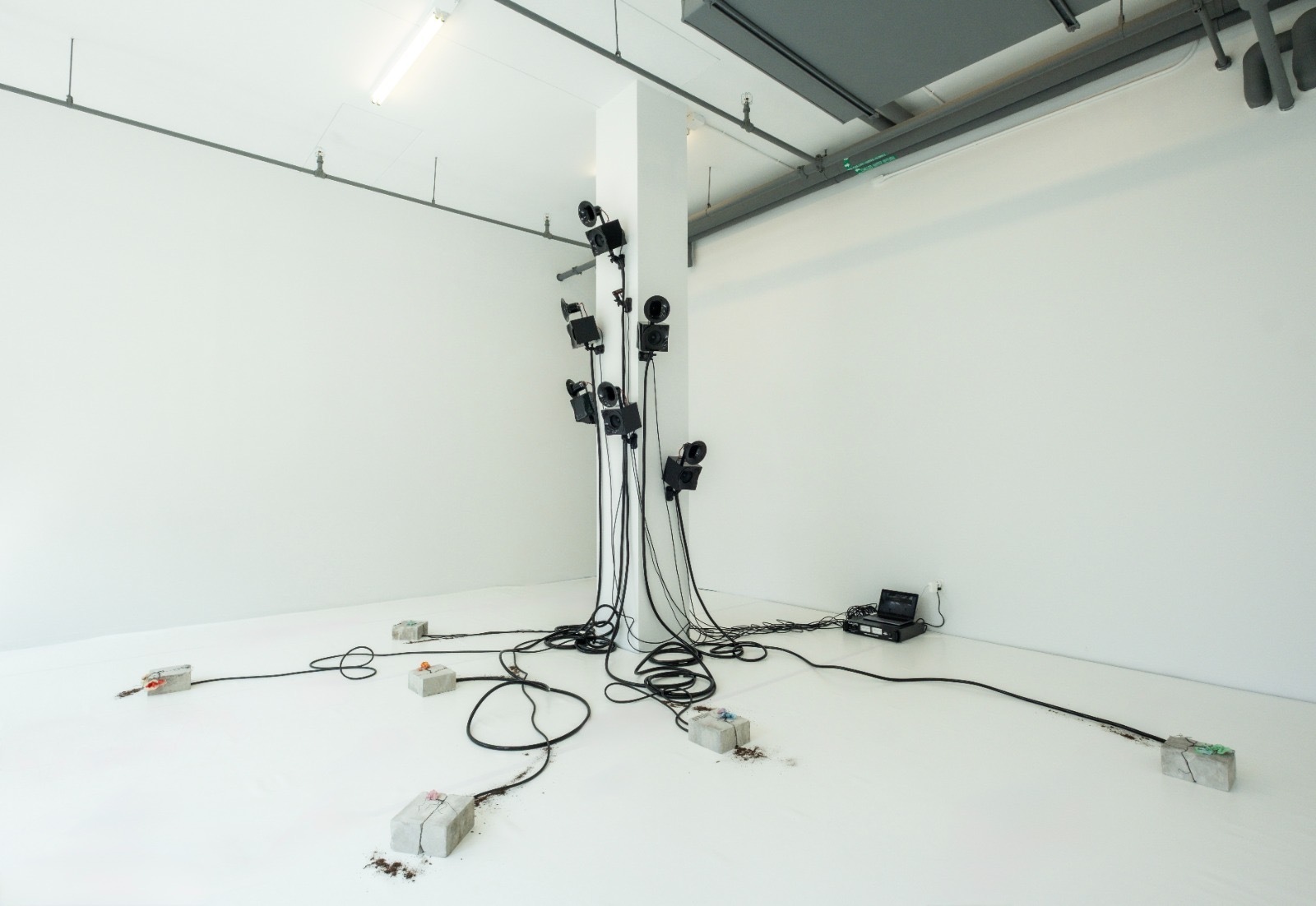 KiefferWoodtli: Arboreal Severance