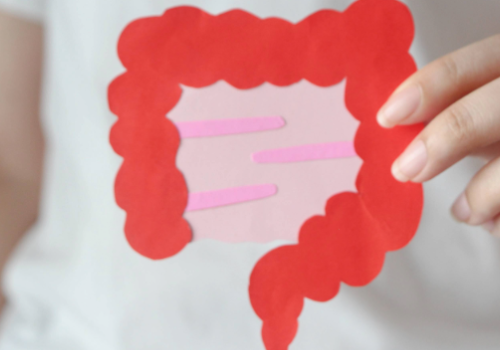 Hand holding intestine-shaped cutout in front of their stomach.