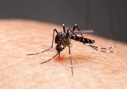 Mosquito carrying West Nile virus on human skin.