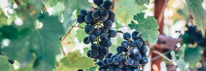 Wine grapes on a vineyard in Napa, California.