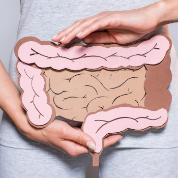 Paper cutout of the digestion tract and colon