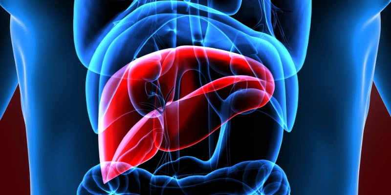 3D illustration of the liver