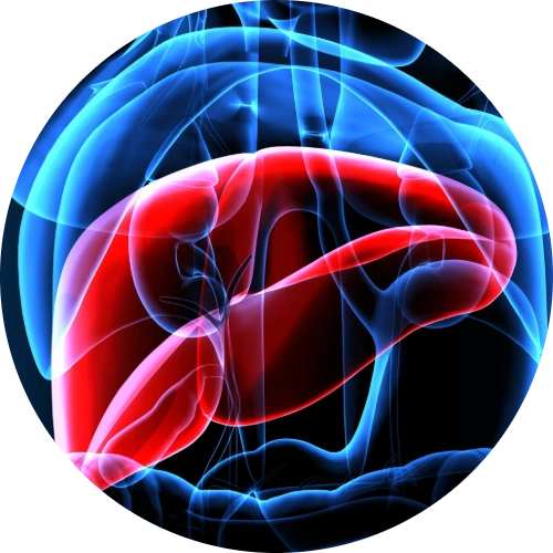 3D illustration of the liver