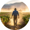A farm worker walking through a dusty agricultural field in California's Central Valley