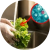 Person rinsing fresh lettuce with a magnified inset showing the Cyclospora parasite