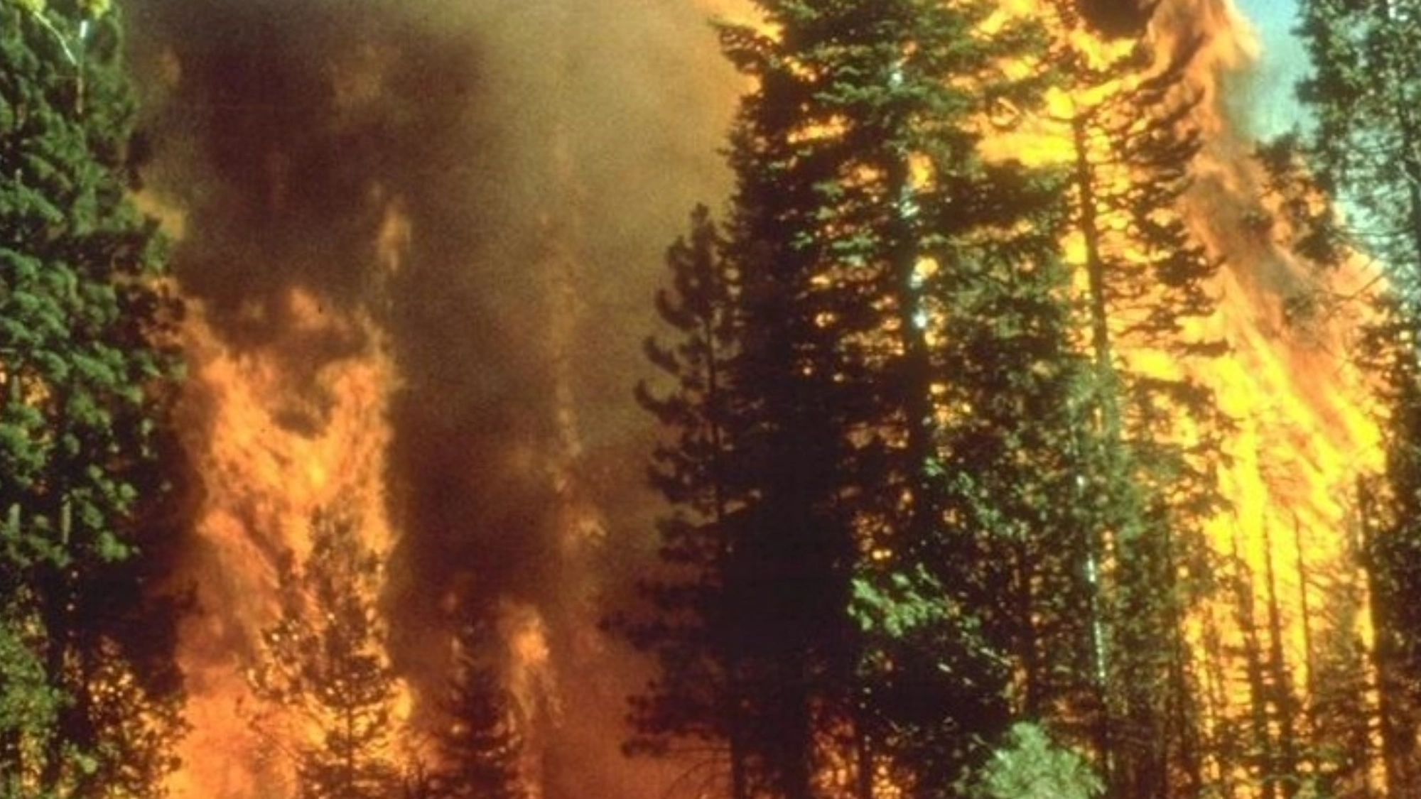 Forest trees on fire during a California wildfire
