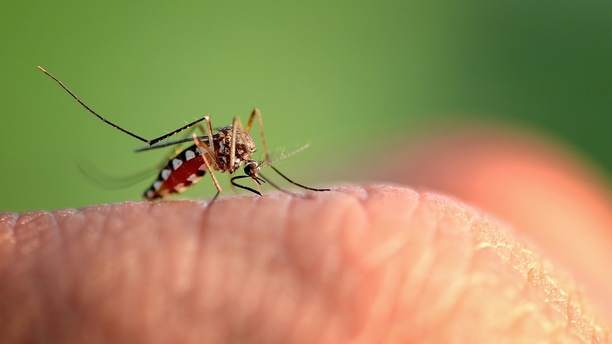 Mosquito biting a person's hand