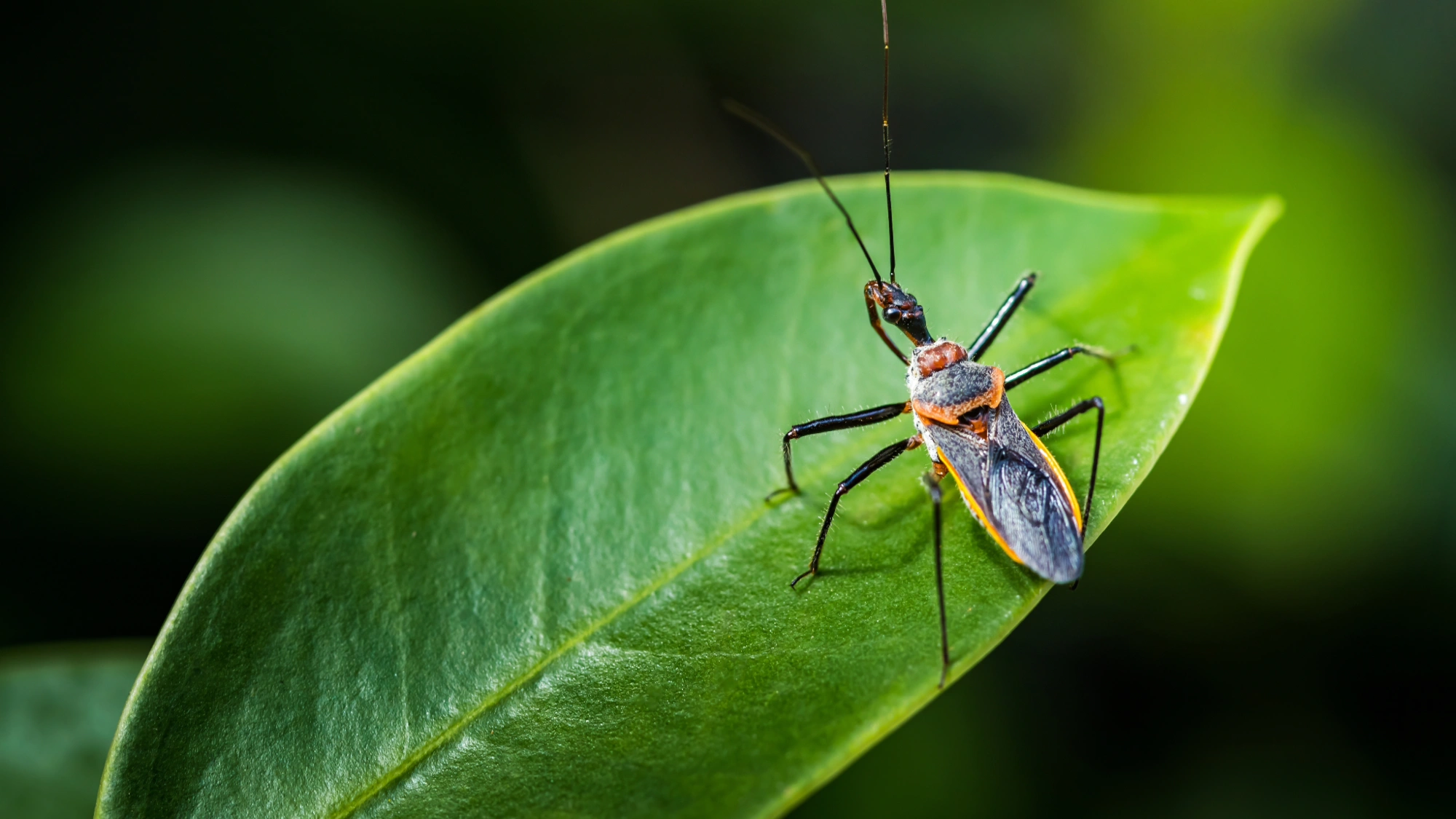 A kissing bug, known for chagas disease, on a leaf
