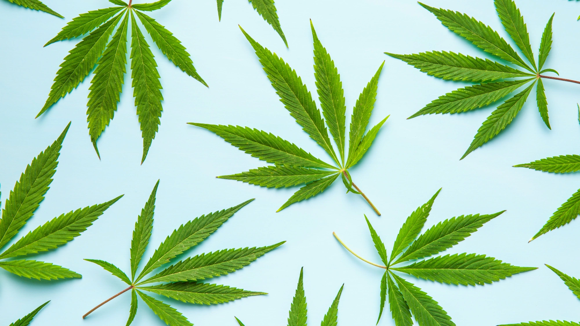 Green cannabis (weed) leaves