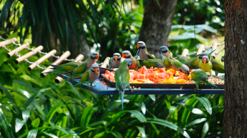 parrots sitting with food