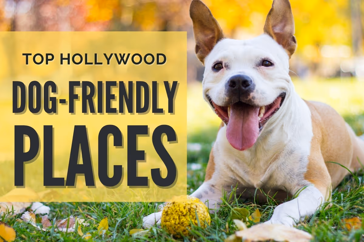 Happy dog at the park - Top Hollywood Dog Friendly Places