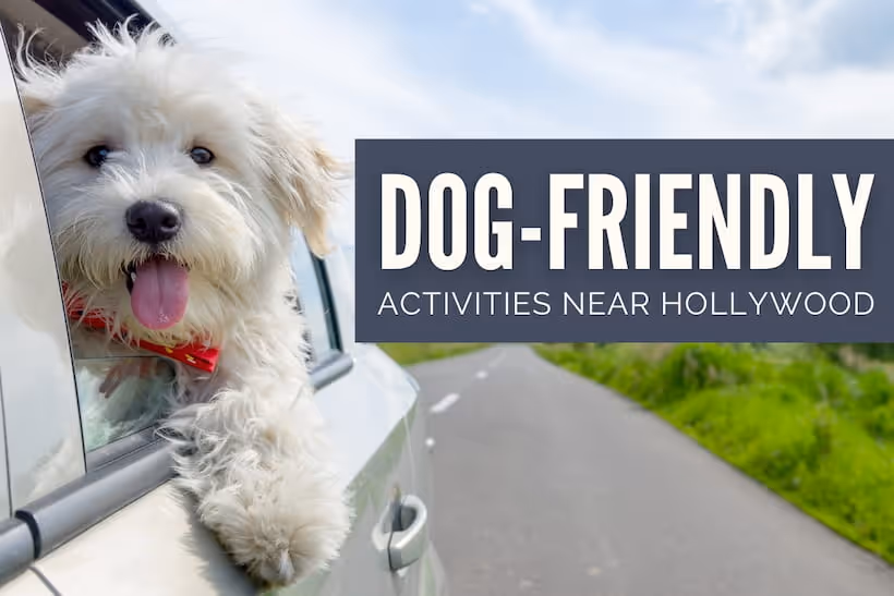  Dog-Friendly Activities Hollywood - Dog inside a car