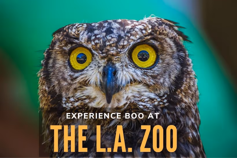 Experience Boo at The L.A. Zoo - Owl Closeup