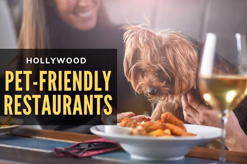 Hollywood Pet-Friendly Restaurants - Dog eating at a restaurant