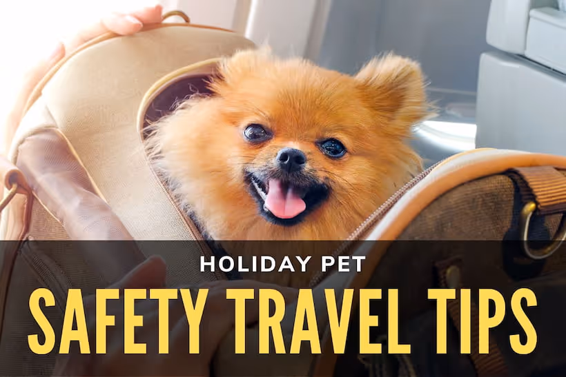 Holiday Pet Safety Travel Tips - Dog in a travel bag