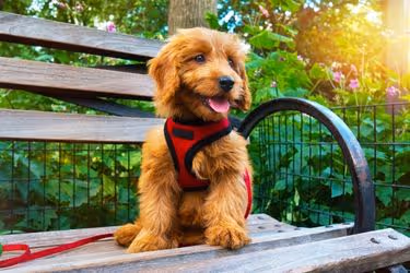 Dog with a collar and leash