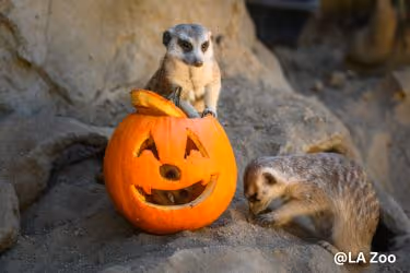 Meerkats with a Halloween Pumpkin