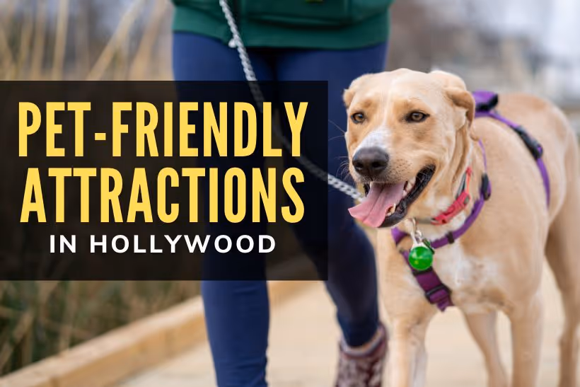 Dog-friendly activities near hollywood