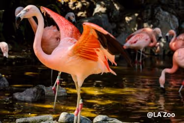 LA Zoo Flamengos