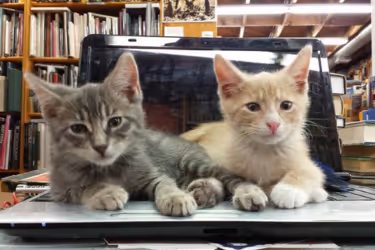 Cats at The Iliad Bookshop