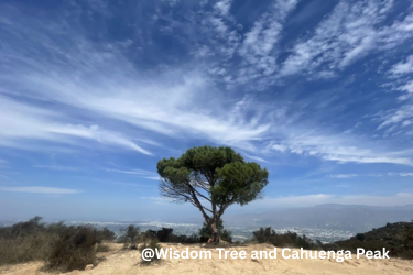 Wisdom Tree