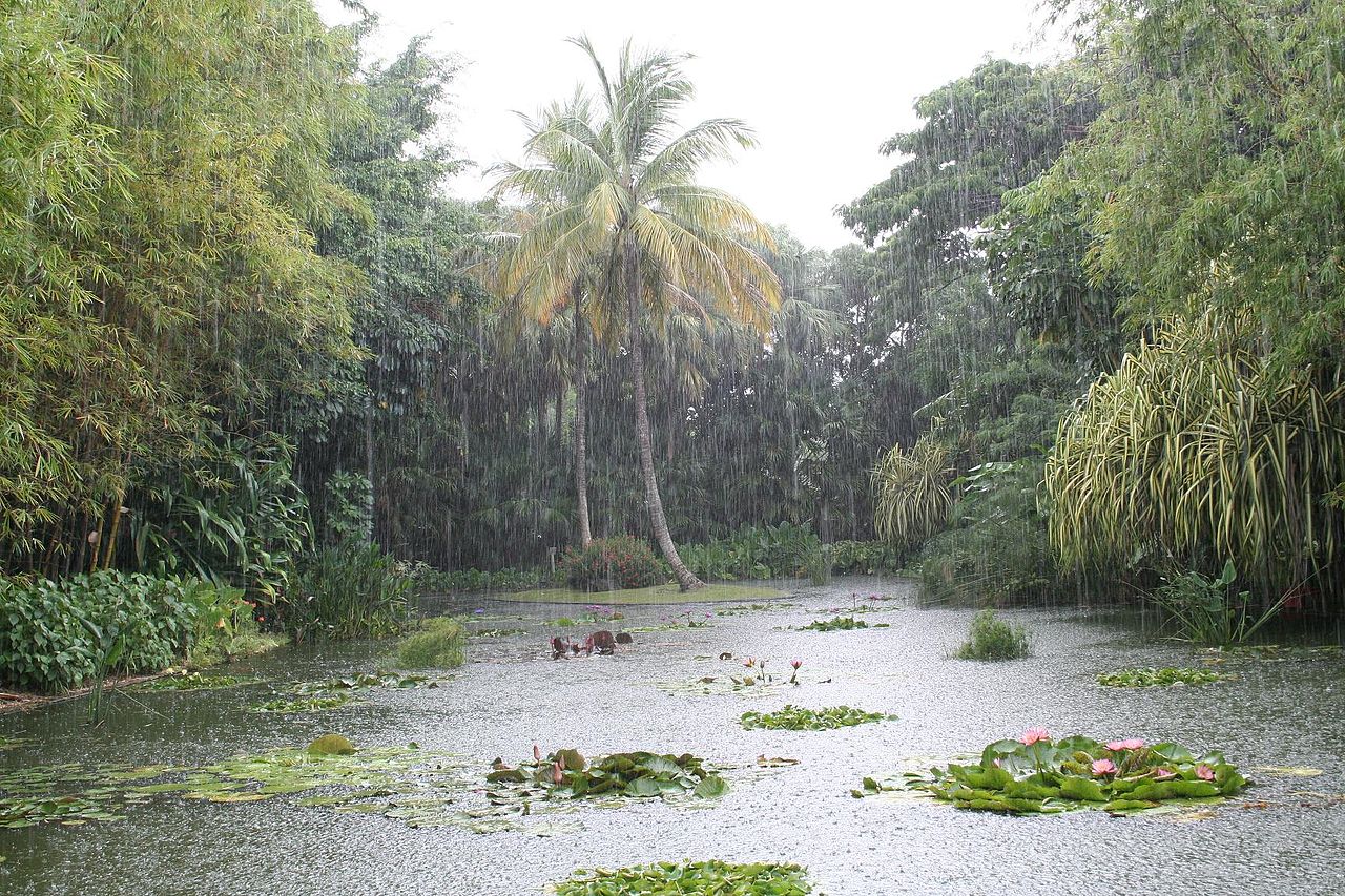 Jardin Botanique - étang aux nénuphars © Grook Da Oger