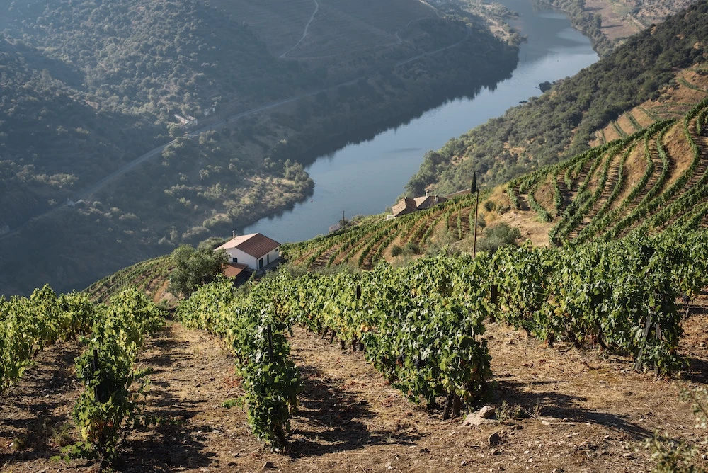 Paysage vallonné de la vallée du Douro au Portugal, avec ses vignobles en terrasses et le fleuve serpentant sous une lumière dorée