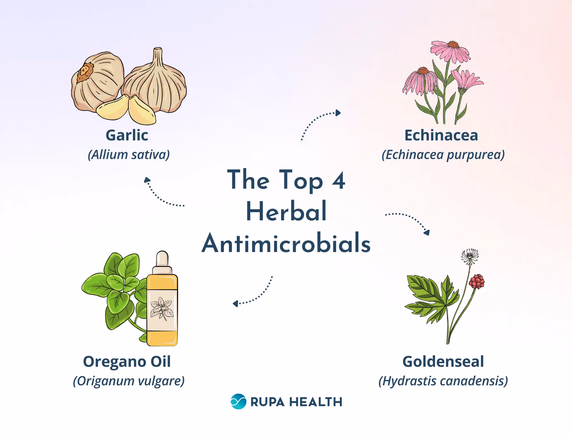 The Top 4 Herbal Antimicrobials are Garlic, Echinacea, Oregano Oil, and Goldenseal.