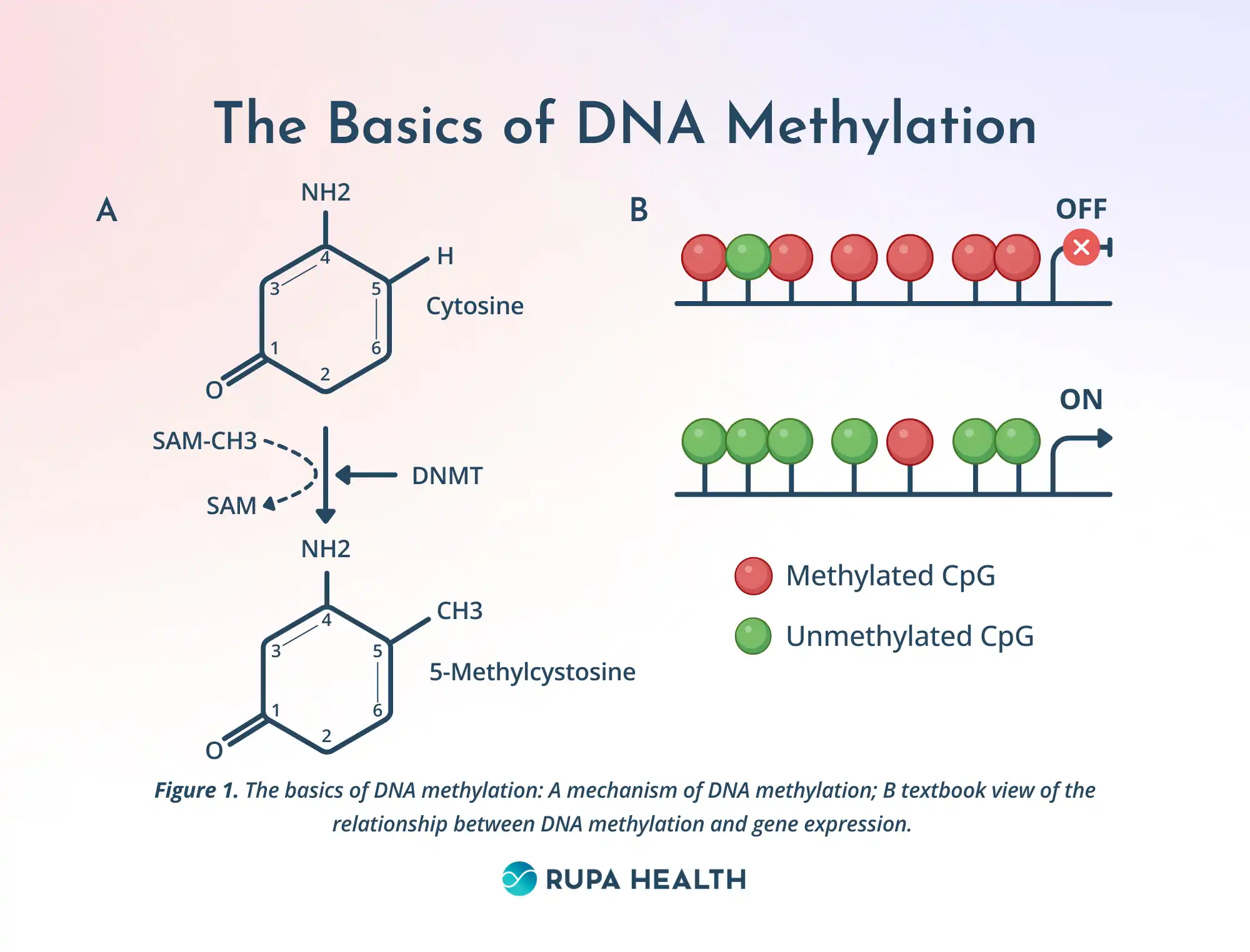 Dna Methylation And Cancer Development Molecular Mechanism PEHHNU Dna Methylation And Cancer Development Molecular Mechanism PEHHNU