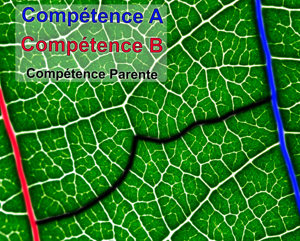 Nervure cognitive : la liaison entre deux compétences. Tel les nervures d'une feuille, les compétences se croisent et se rejoignent.